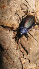 Carabus schoenherri