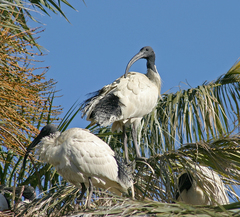 Threskiornis molucca