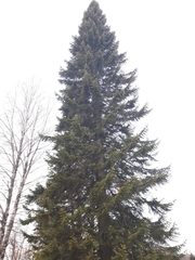 Pinaceae