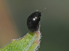 Olibrus millefolii