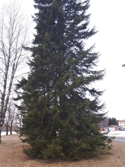 Pinaceae