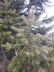 Pinaceae