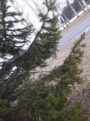 Pinaceae