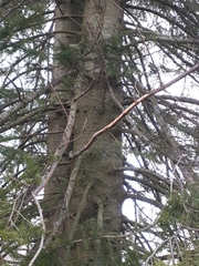 Pinaceae