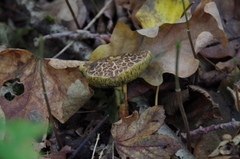 Xerocomellus cisalpinus