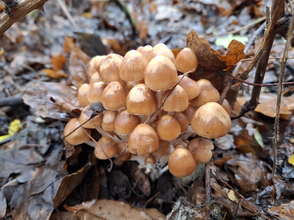 Britzelmayria multipedata · November 2025 · photo: © caracalshan (iNaturalist, cc-by)