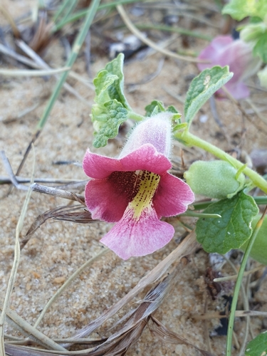 Image of Sesamum prostratum by (c) Aravinth, some rights reserved (CC BY)