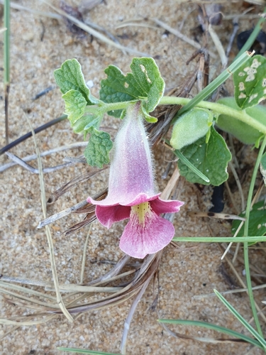 Image of Sesamum prostratum by (c) Aravinth, some rights reserved (CC BY)