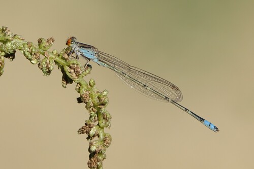 Cherry-eye Sprite photo 2