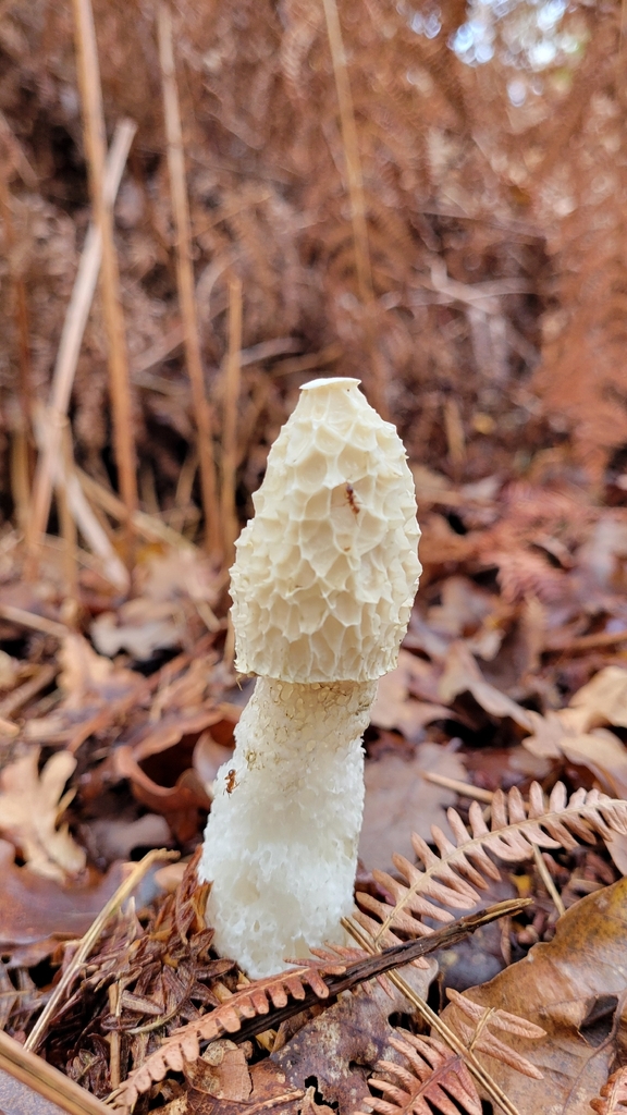 Phallus impudicus · November 2025 · photo: © mattm7 (iNaturalist, cc-by)