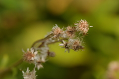 Anaphalioides trinervis