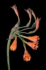 Stenomesson aurantiacum, photograph (c) Paúl Gonzáles, some rights reserved (CC BY)