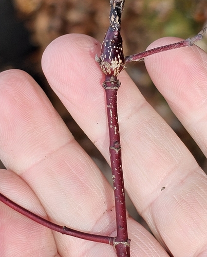 Unknown species found near Fran Brown Gazebo, Dallas, PA 18612, USA