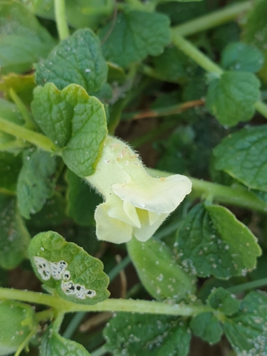 Image of Sesamum prostratum by (c) Aravinth, some rights reserved (CC BY)