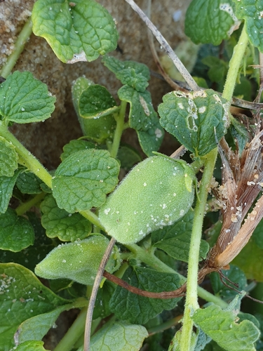 Image of Sesamum prostratum by (c) Aravinth, some rights reserved (CC BY)