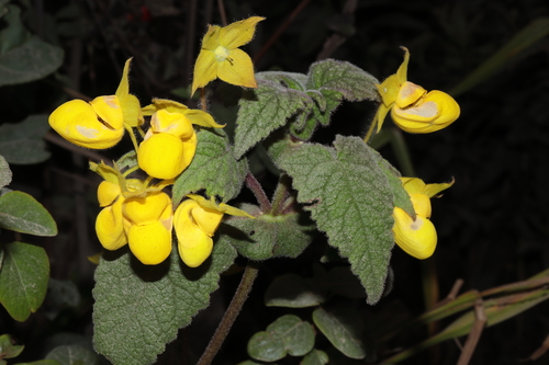 Calceolaria pavonii