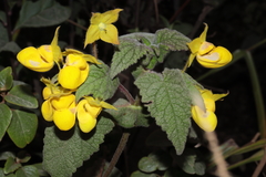 Calceolaria pavonii, photograph (c) Paúl Gonzáles, some rights reserved (CC BY)
