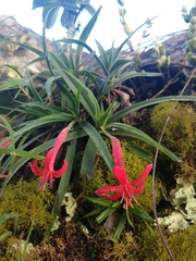 Barbacenia tomentosa