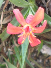 Barbacenia tomentosa