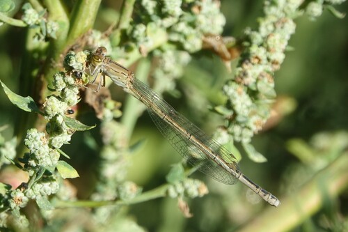 Cherry-eye Sprite