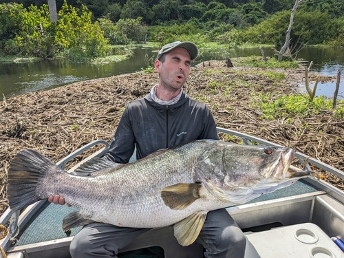 African snook (Lates niloticus) — Latidae