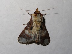 Condica imitata