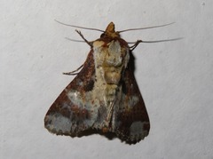 Condica imitata