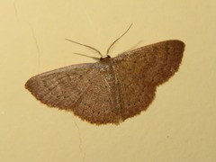 Pleuroprucha hypoxia