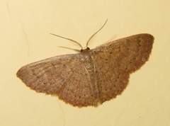 Pleuroprucha hypoxia