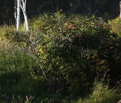 Sambucus kamtschatica