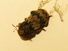 Eugonus