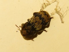 Eugonus