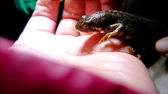 Triturus pygmaeus