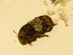 Eugonus