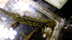 Triturus pygmaeus