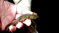 Triturus pygmaeus