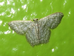 Chloropteryx opalaria