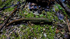 Triturus pygmaeus