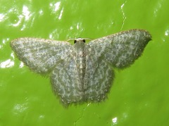 Chloropteryx opalaria