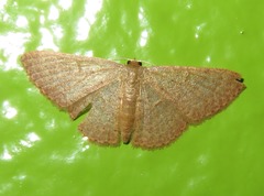 Pleuroprucha hypoxia