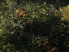 Sambucus kamtschatica