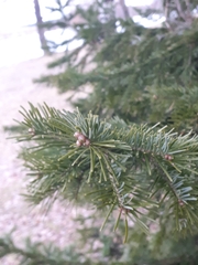 Pinaceae