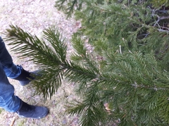 Pinaceae
