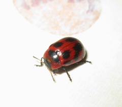 Gonioctena viminalis