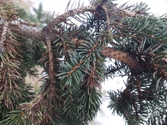 Picea