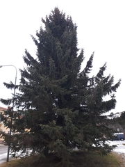 Picea