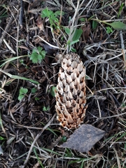 Picea