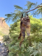 Lysiloma watsonii, photograph (c) Sue Carnahan, some rights reserved (CC BY)