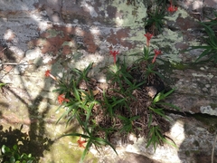 Barbacenia tomentosa