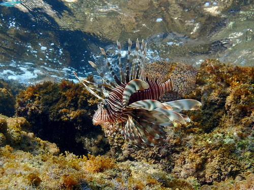 Pterois miles